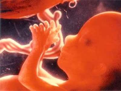 Foetus 8c434adb